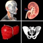 Anatomy Quiz Pro: Learn more about what makes your body work